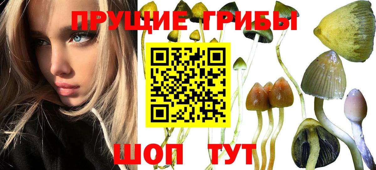 Галлюциногенные грибы Cubensis  Псилоцибиновые грибы MAGIC MUSHROOMS  Вход с VPN  Борзя 